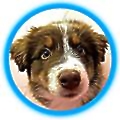PolicyPup