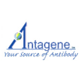Antagene