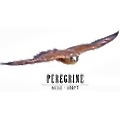 Peregrine Falcon